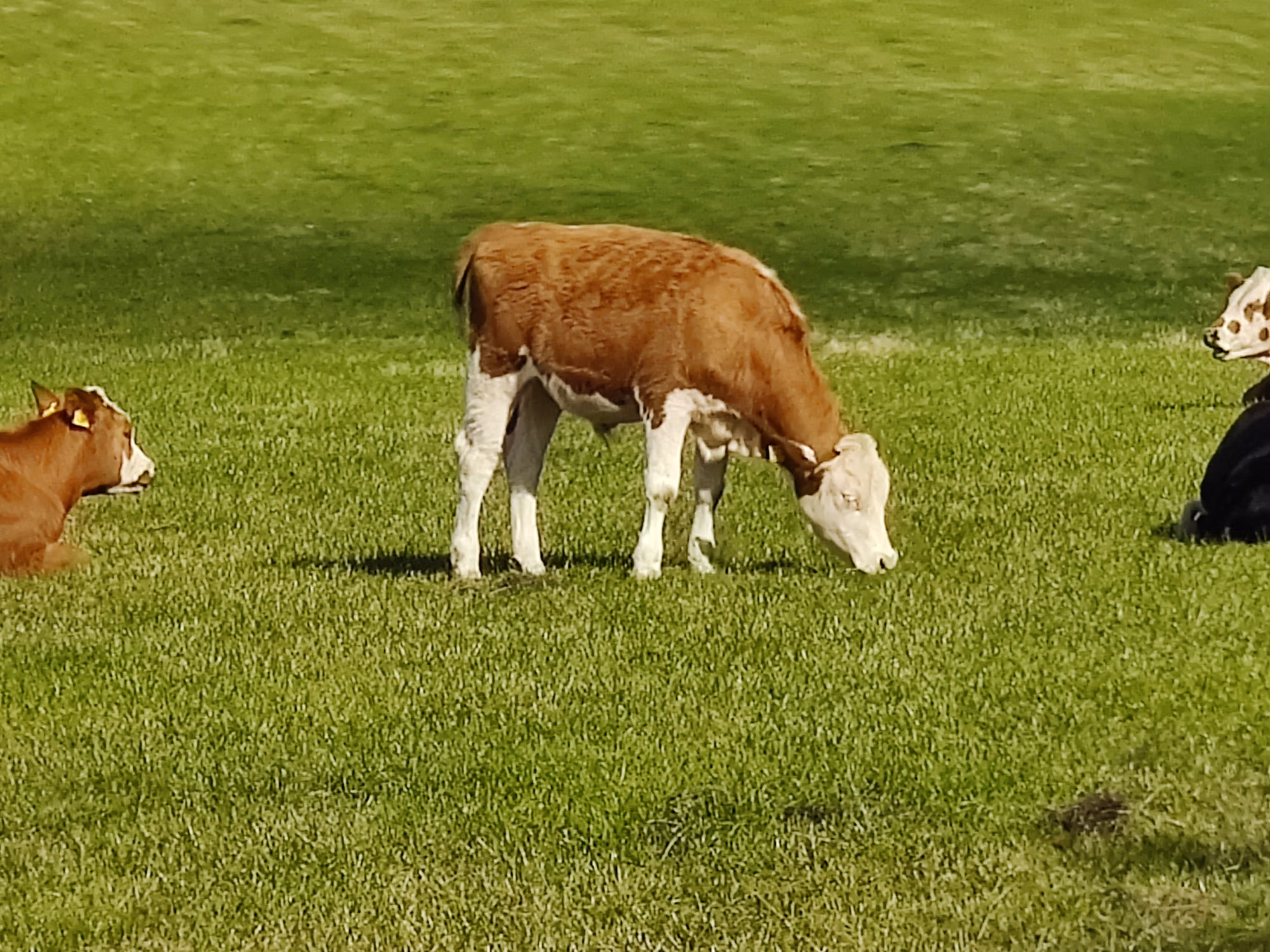 A photo of a happy cow